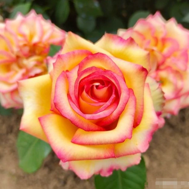 應花园裸根修剪发货 阿班斯/阿斑斯 尼普茶香切花 抗病耐热耐开