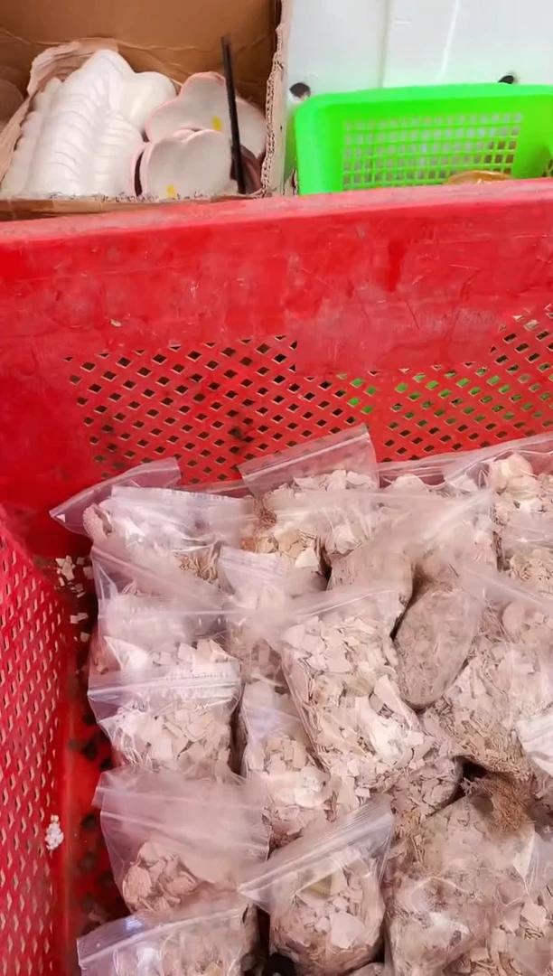 海胆碎碎3包嗯嗯