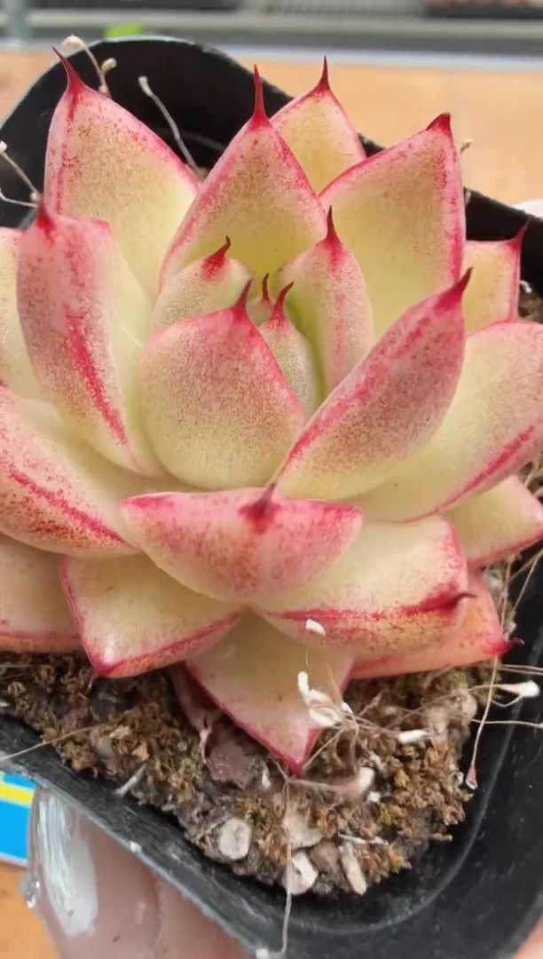 东云多肉园二店-648