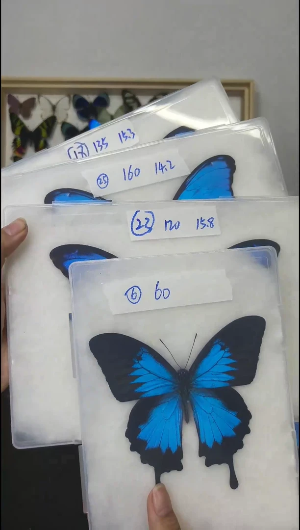 木大蓝展翅品压棉发货