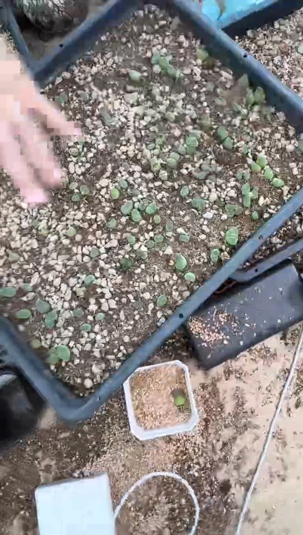 9-475多肉植物肉锥