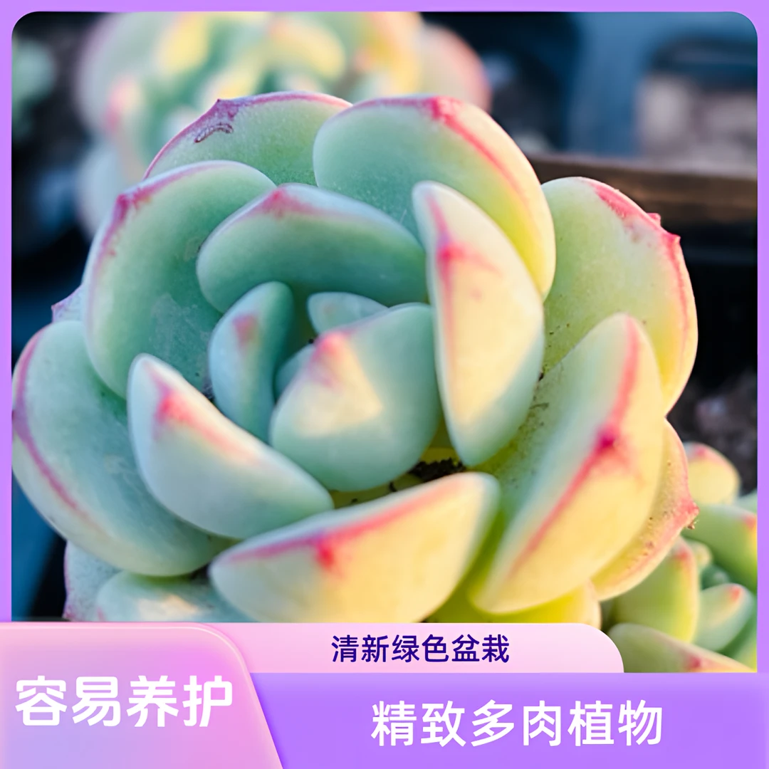 香草多肉植物高级适合办公室盆栽多肉阳台绿植