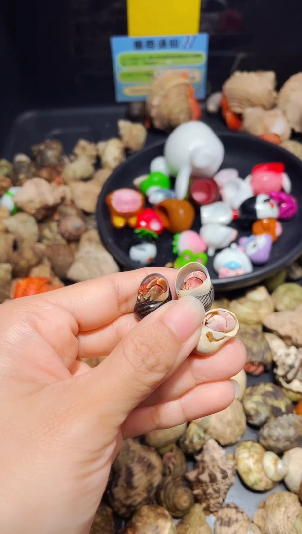 陌派有钳寄居蟹335