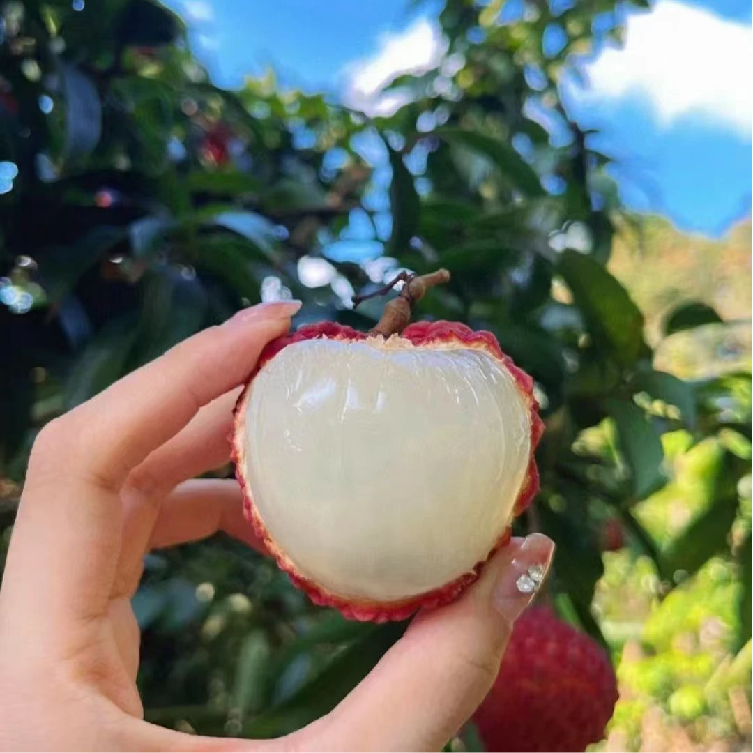 《表妹儿严选》海南海口火山 荔枝王 新鲜采摘 口感甜而不腻 肉质细嫩汁水足 3斤、5斤装