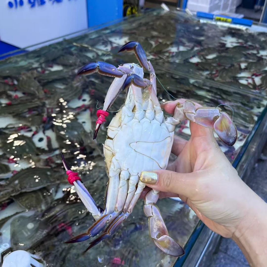 梭子蟹公飞蟹【保鲜不保活】2斤/3斤，单只2两-4两【不保腿甲全】