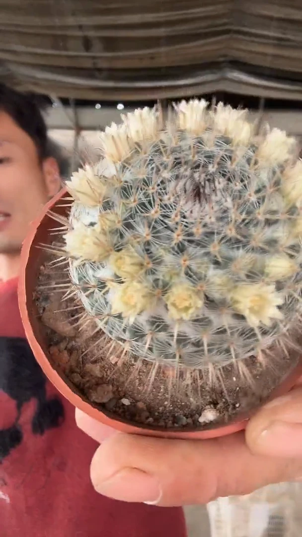 实生白花玉翁12.99