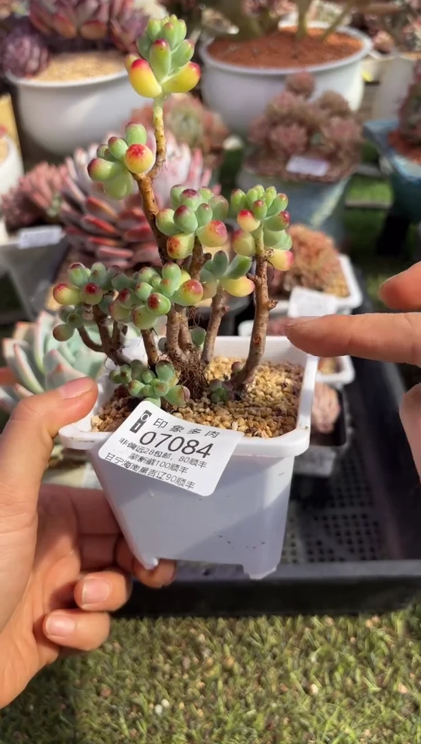 【闪购商品】07084