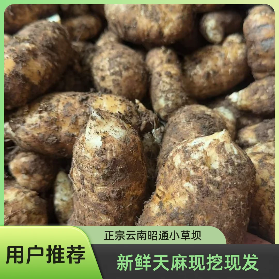 云南昭通小草坝新鲜乌天麻正宗产地顺丰包邮炖鸡排骨云南天麻