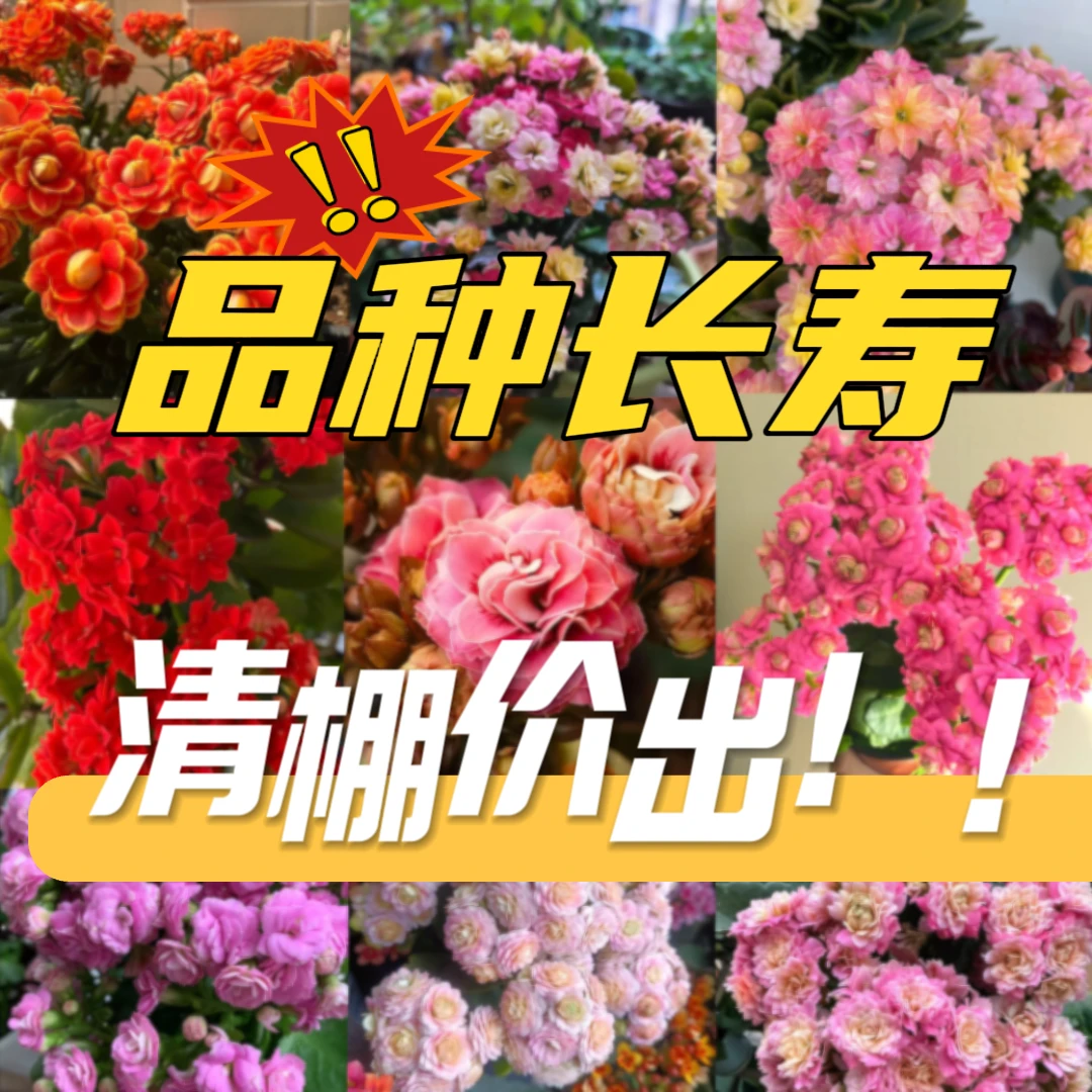 【品种长寿拍一发四】（1号套餐）到手品种以直播间为准3颗长寿盆栽