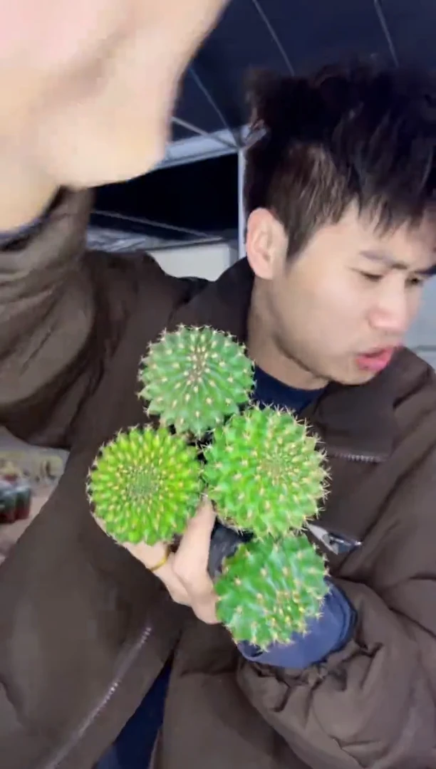 【闪购商品】4颗 翠晃冠缀化 3-5cm