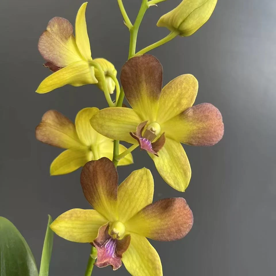 【黄金海岸】石斛兰秋石斛带花带花苞发货带盆带肥料