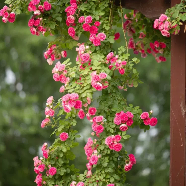 胭脂扣藤本月季花树苗适合庭院拱门花架种植