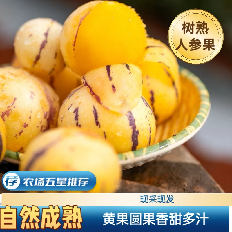 黄果正宗树上熟人参果圆果新鲜清甜多汁应季水果