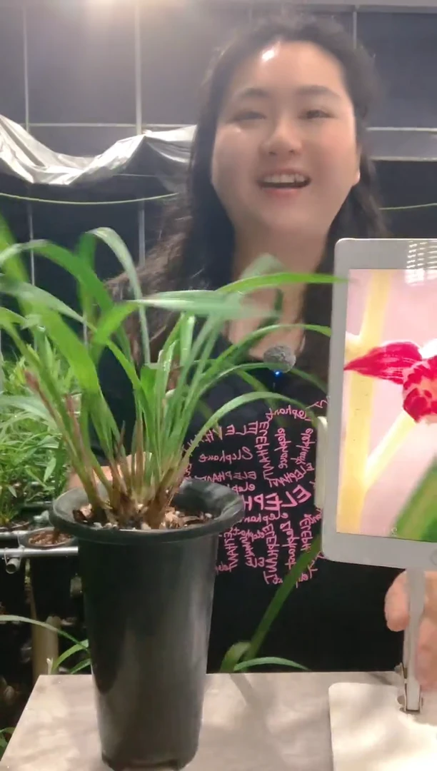 大部分开放少量花苞渔**晚胭脂红