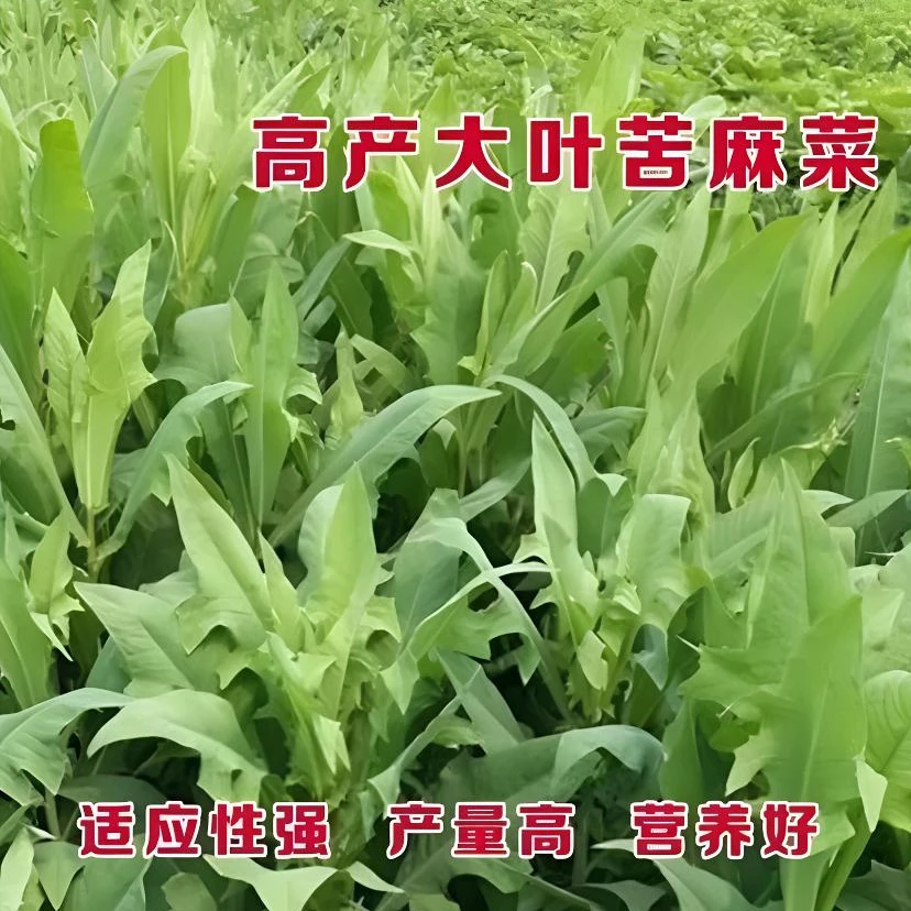 四季种植曲麻菜曲芽菜种子红曲麻菜东北野菜一蔬菜种子
