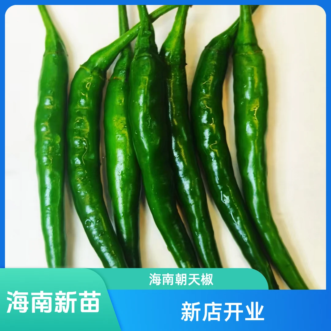 海南特辣青米椒现摘现发露天种植朝天椒青米椒
