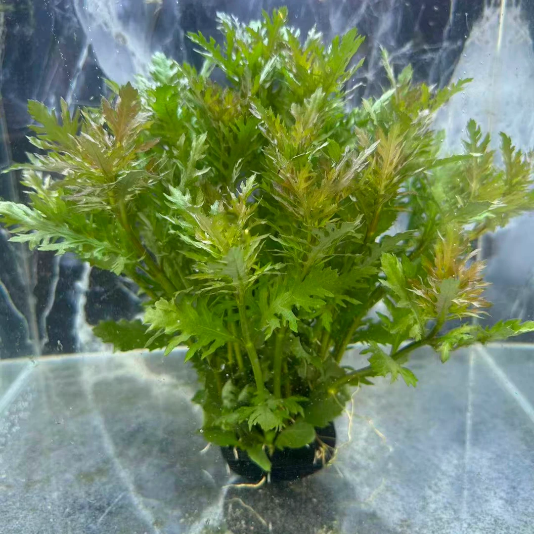 【带根】高品质阴性水罗兰水草
