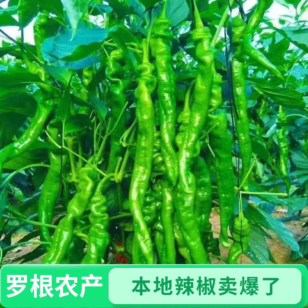 湖南衡阳新鲜青辣椒螺线椒土辣椒蔬菜小辣椒辣椒现摘现发蔬菜