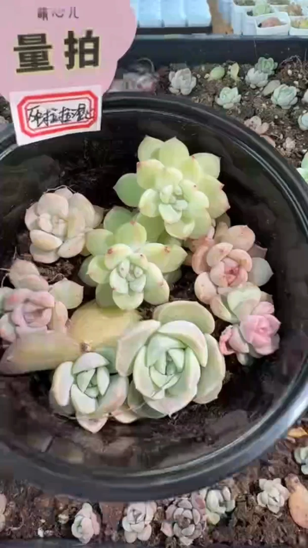 巫拉拉混 1盒10颗 量拍混发（不标注个体名）