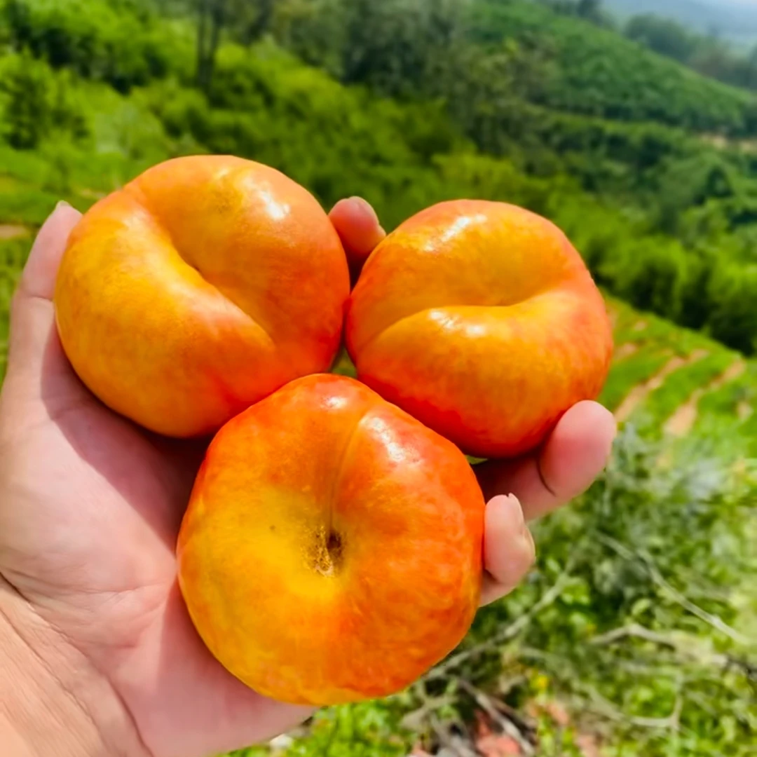 【顺丰/京东】沂蒙山高端彩虹油蟠系列 脆软两吃 香甜多汁 产地直发