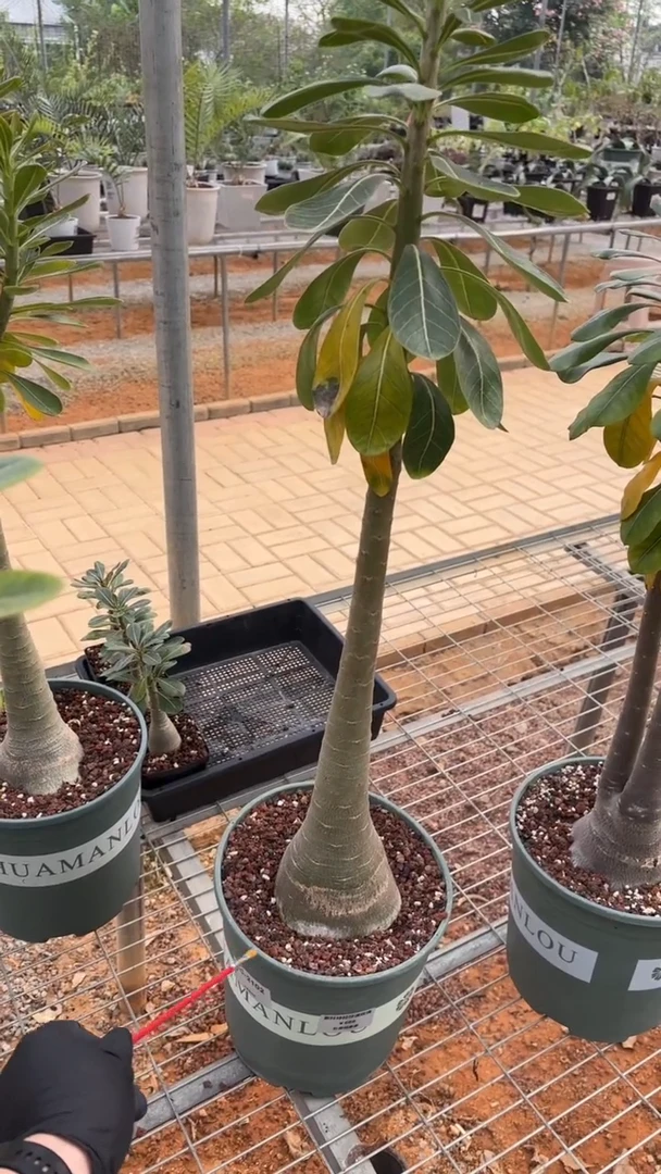 索科特拉沙漠玫瑰FC-2102