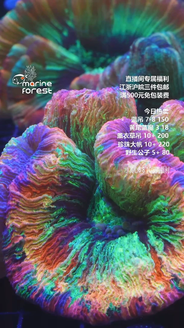 海水顶级巴黎脑，颜值超高，专拍