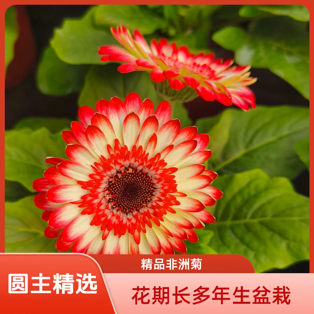 （一物一拍）圆主精选非洲菊易活盆栽植物，花卉直播间现场直播卖花