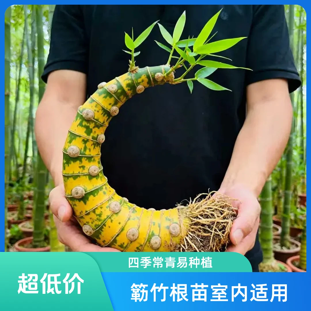 小叶簕竹老桩带芽宝塔造型室内外好养易活禅意观赏盆景新鲜四季竹