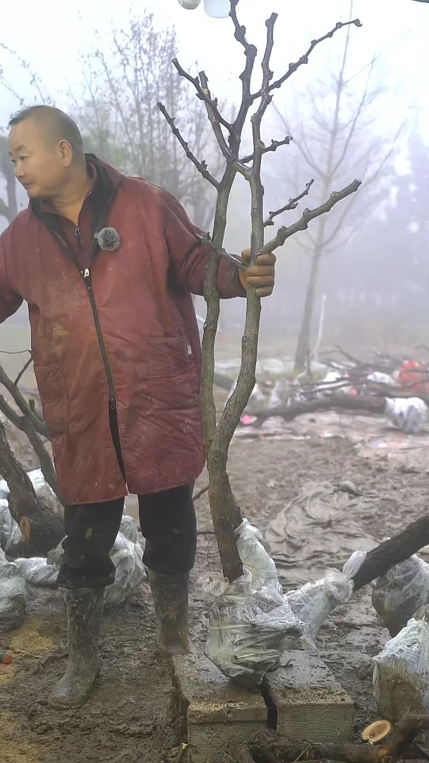 完全开放姜*全枣树236