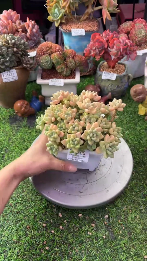 昆明印象多肉04506