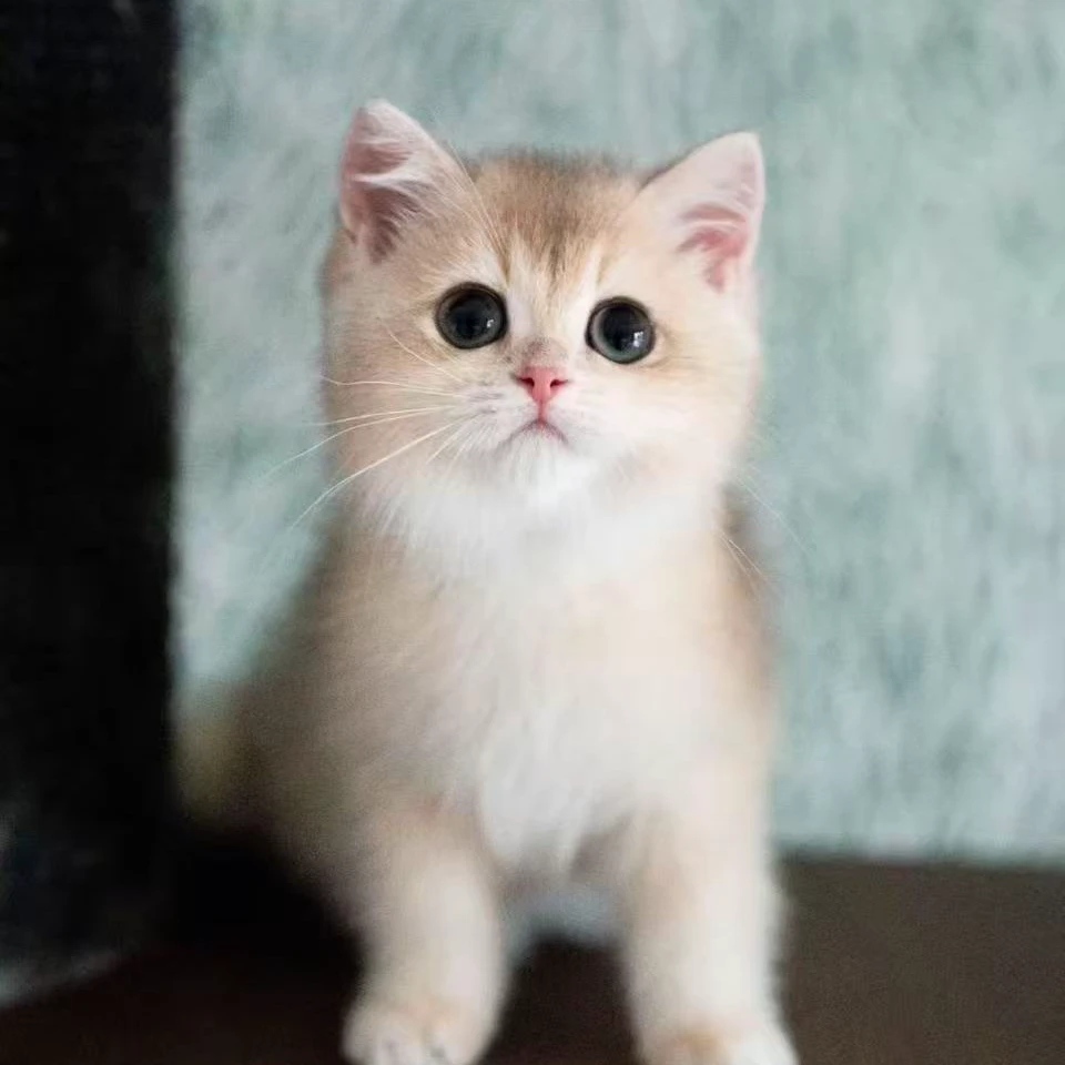 多种品类宠物猫蓝猫蓝白金银紫金渐层美短缅因布偶暹罗加菲猫