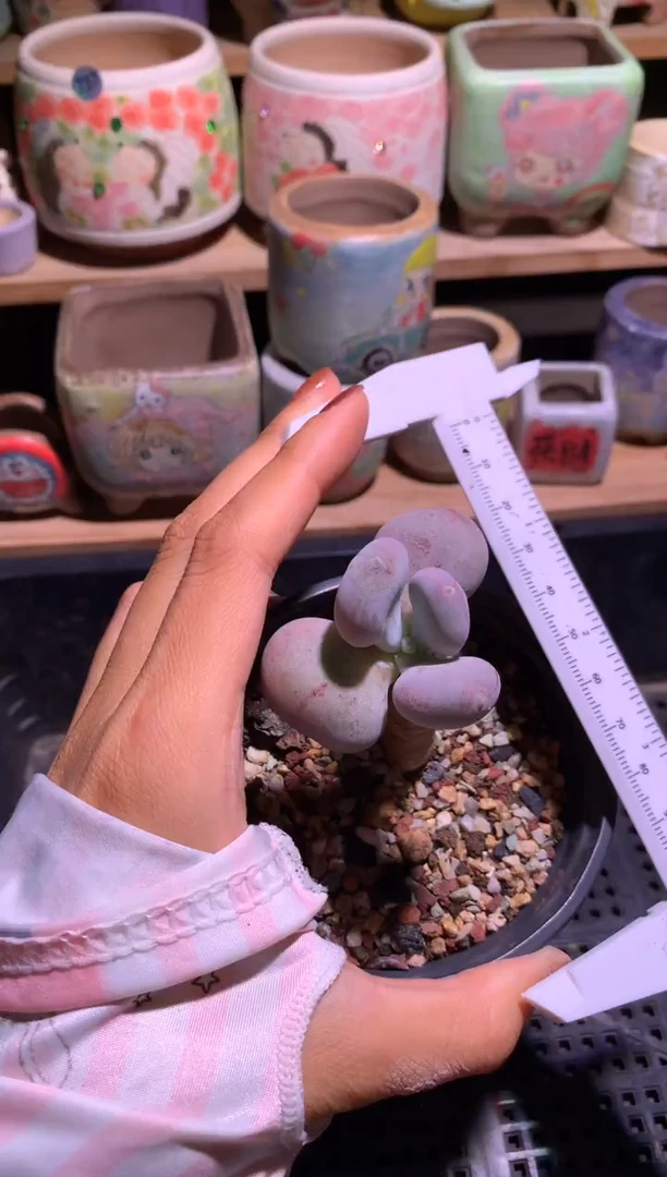 小屁桃奶酪多肉老桩