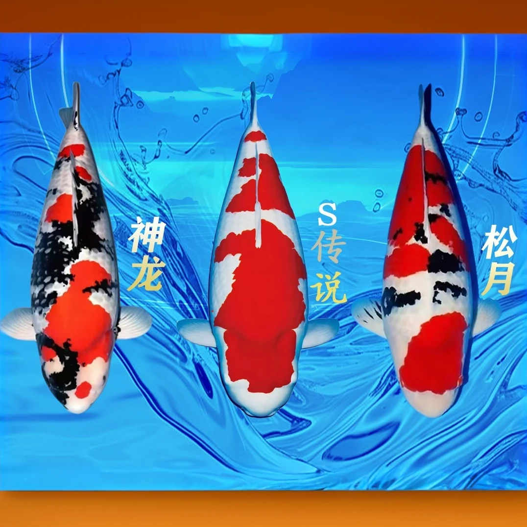 精品 血统小锦鲤