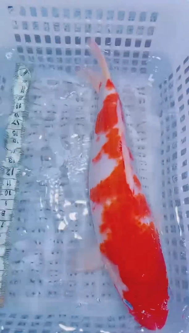 锦鲤血统锦鲤全场包邮133