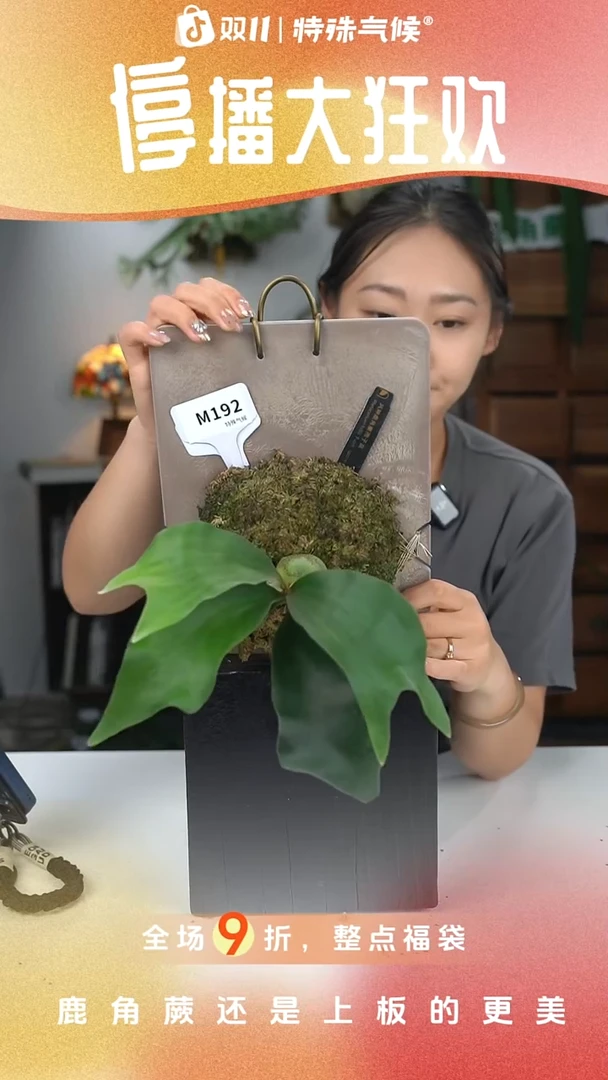 不开花植物M192-风神孢子苗