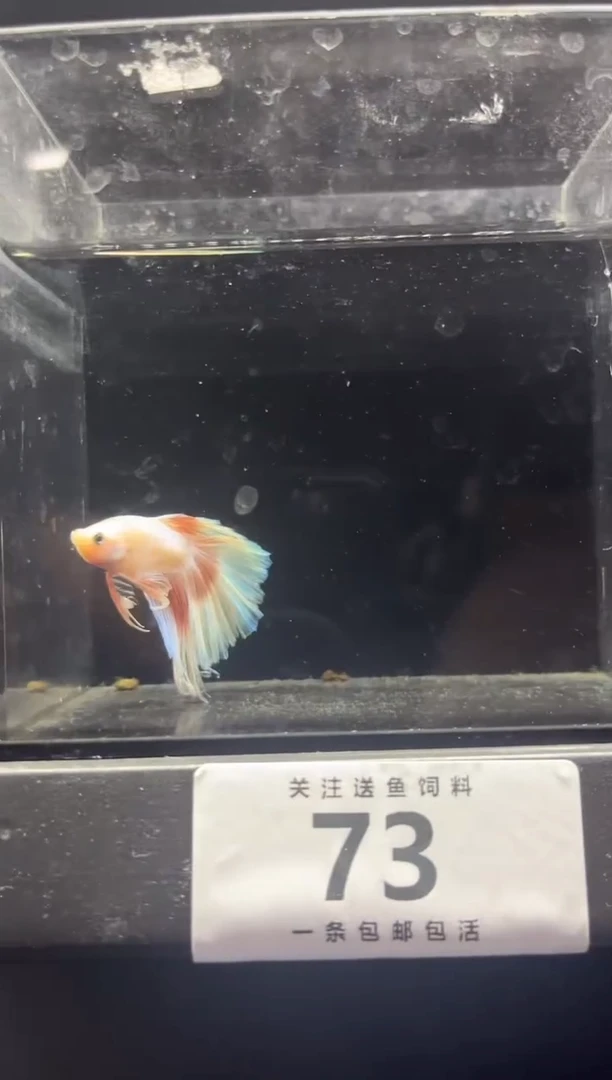 海水鱼直播竞拍链接75