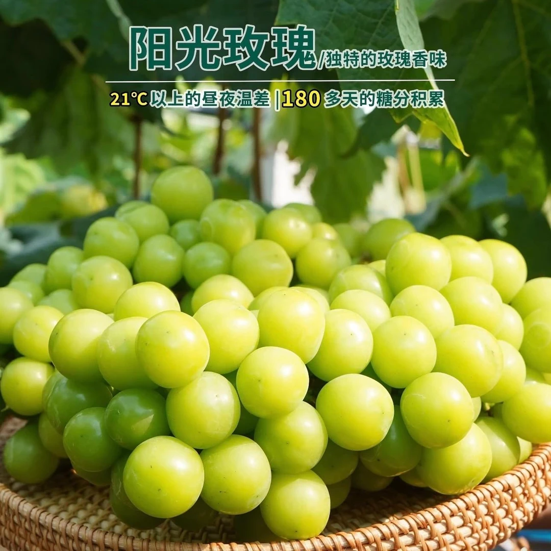 【顺丰包邮】阳光玫瑰葡萄1斤青提端午礼盒装新鲜水果当季整箱现摘