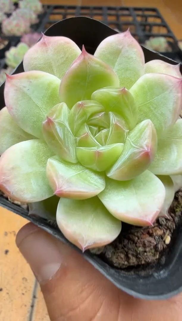 东云多肉园三号店-68