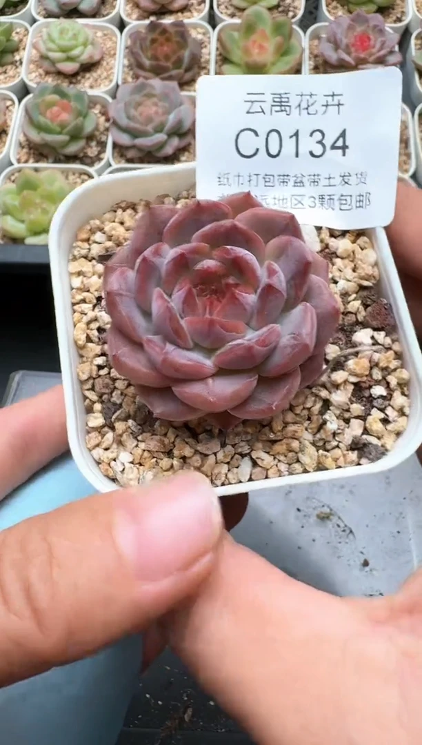 134C云禹多肉植物 带盆土纸巾打包 3颗包邮