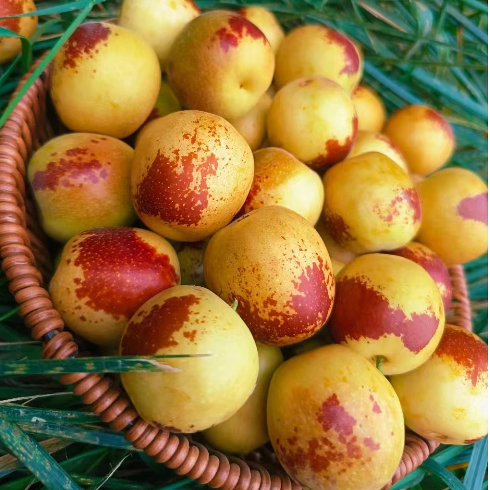 【顺丰快递】正宗陕西大荔冬枣，果肉细腻，脆甜多汁，自然树熟