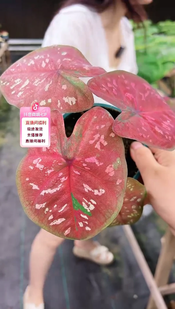 A2芭乐一颗