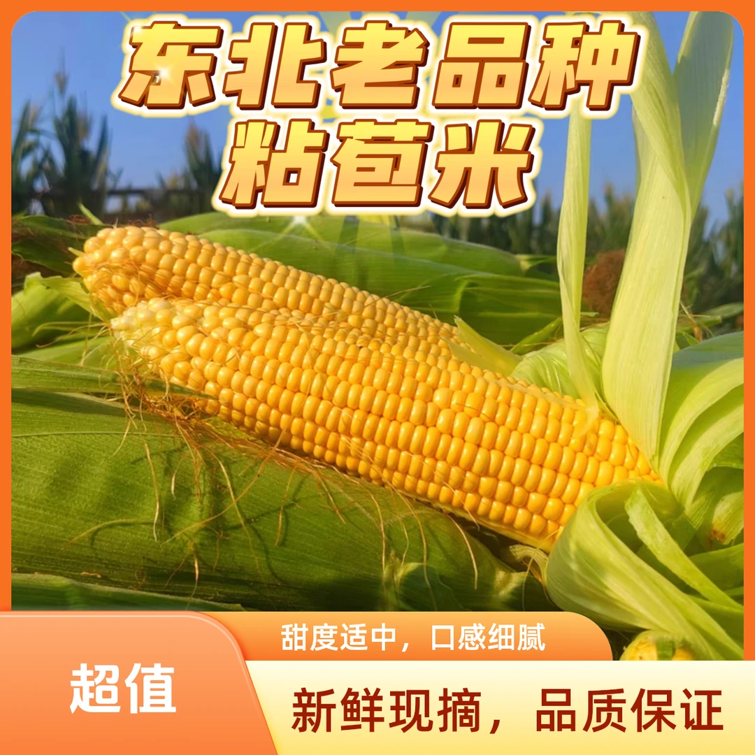 东北老式黄黏糯玉米棒子新鲜带青皮发货