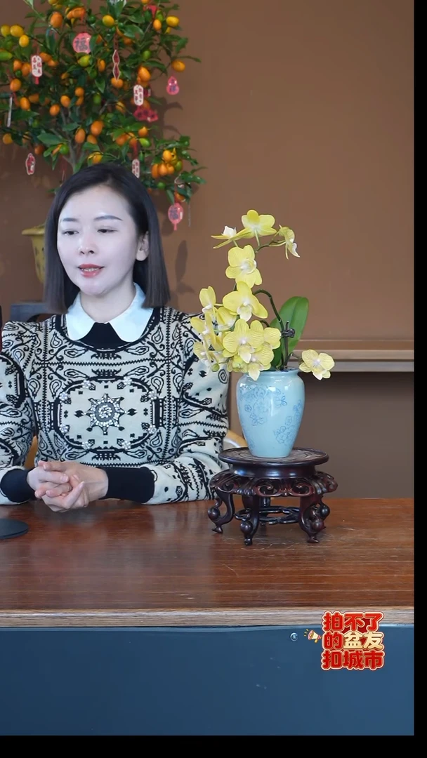 全部花朵金盏蝶盆景盆景盆景