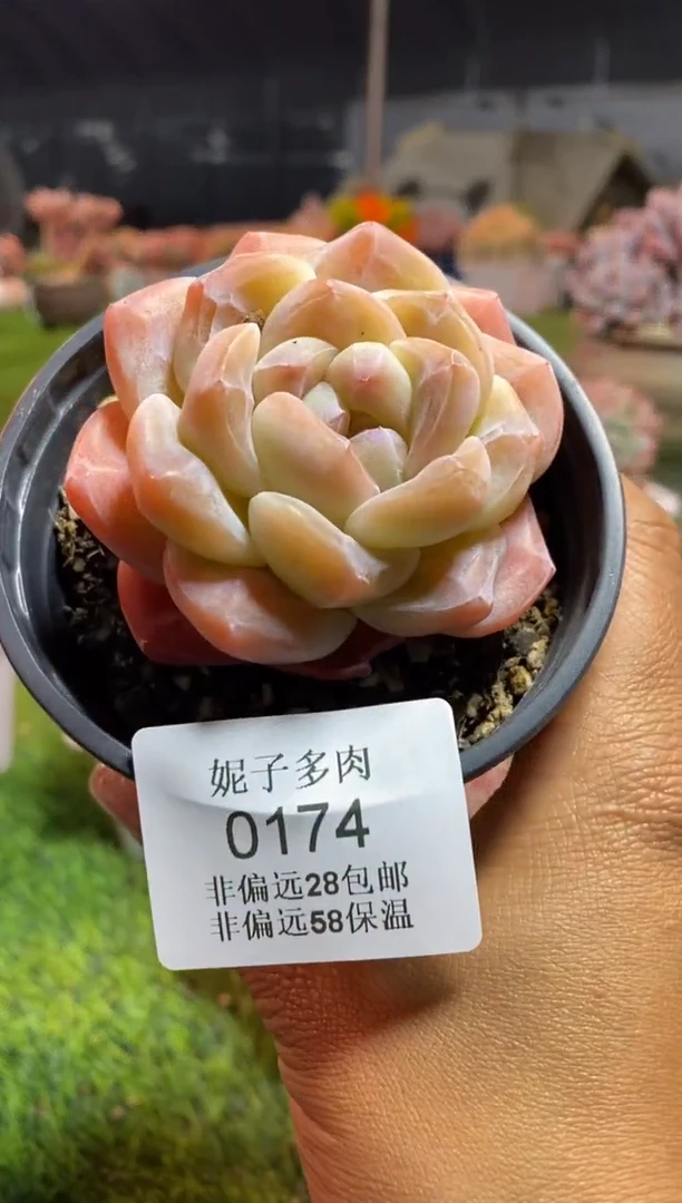 【闪购商品】0174a