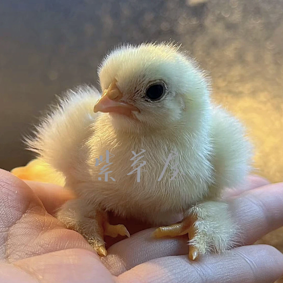 网红观赏鸡，品种性别随机，状态未脱温，出壳苗一只。