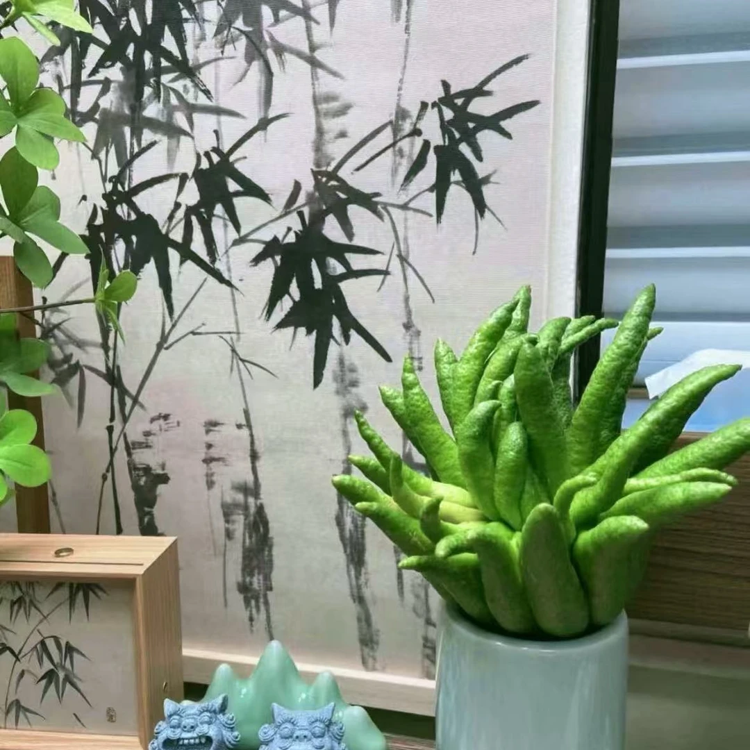 【强烈推荐】【佛王福利】佛手柑超级大果王清新摆件