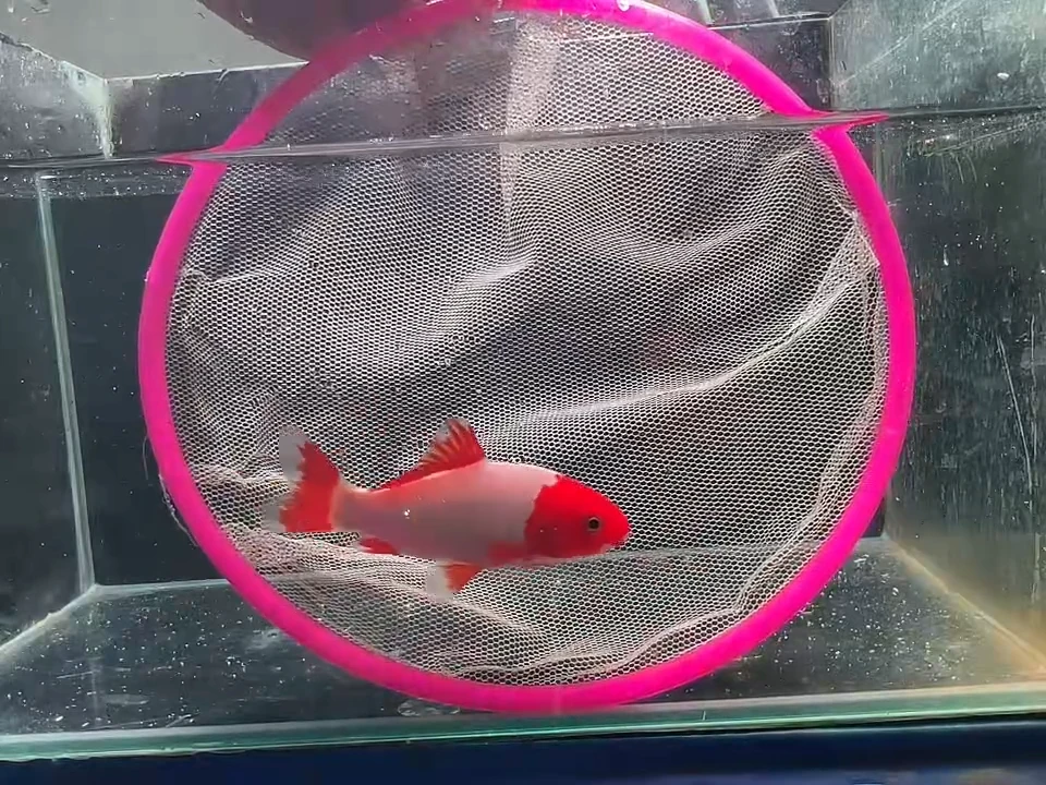 金鱼短尾草金专拍链接119