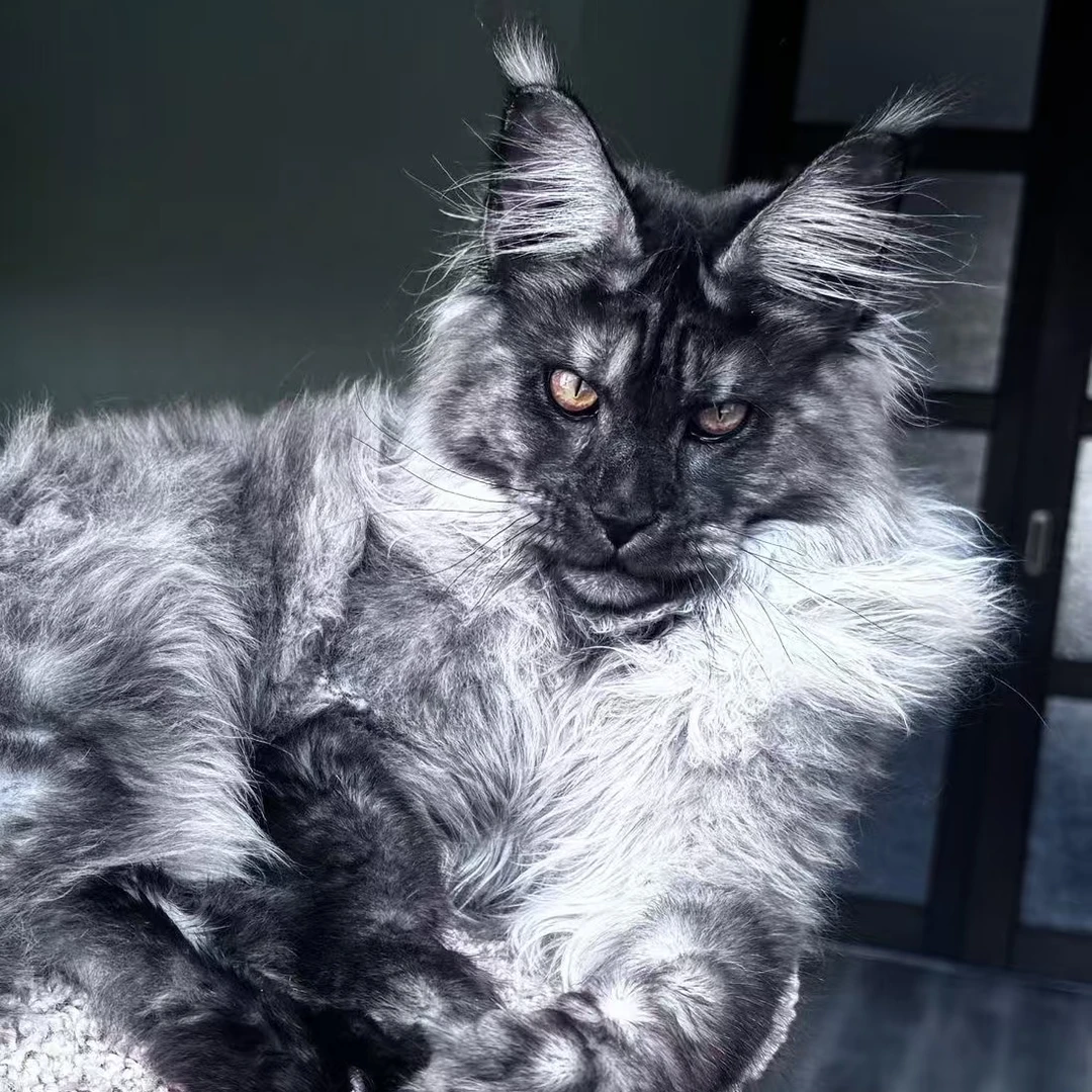 （豆姐）缅因猫三代纯俄血缅因宠物猫