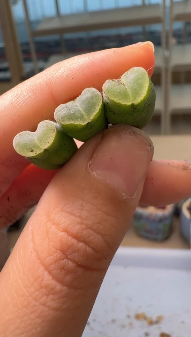 28-5多肉植物肉锥