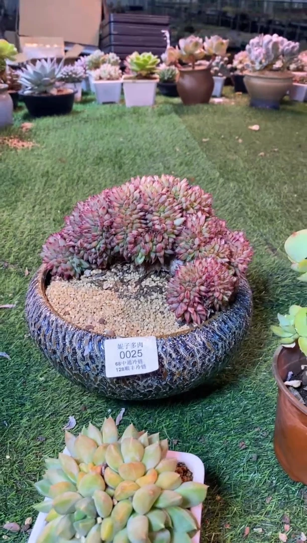 0025（满28包邮发货）